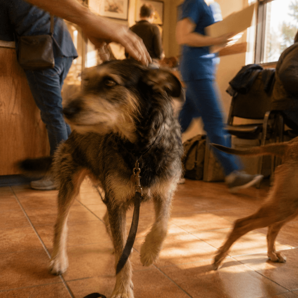 Perro en la sala de espera de una clínica veterinaria